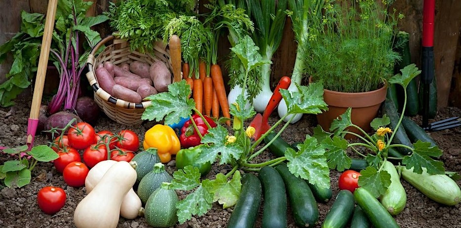 A beginner’s guide to growing veg and soft fruit